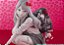 Sanrio Characters - Hello Kitty - Kawakami Tomie - Good Smile Collection - Junji Ito x Sanrio Characters - Gyaru (Good Smile Company) - PRÉ-VENDA - Imagem 8