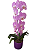 ORQUIDEA PHALE LILAS - Imagem 1