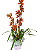 🌿🌸 Orquídea Cymbidium 🌸🌿 - Imagem 1