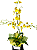 🌼💛 Orquídea Chuva de Ouro (Oncidium) 💛🌼 - Imagem 1
