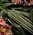 Incenso Botânico Sagrada Madre - Chá-Verde e Flor de Champa - Imagem 3