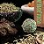 Bombinha de Defumação Sagrada Madre Herbal - Limpeza Energética 4 Unidades - Imagem 3