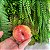 Sabonete de Fruta Artesanal - Pêssego G - Imagem 2