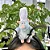 Tiara Ratatouille De Pelúcia Do Tik Tok Já No Brasil - Imagem 3