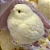 Pintinho Taba Squishy Mole Brinquedo Fidget Frango Antistres - Imagem 1