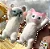 🐱 Squishy Gatinho Antiestresse — Fofo, Relaxante e Colecionável! ENVIO DE COR ALEATÓRIA - Imagem 4