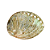 Concha Abalone - Imagem 3