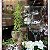 Taça Vidro Decorativa Nápoli Vaso 50x20 cm Decoração Casa Festa Plantas Cerimonia Unidade - Imagem 5