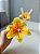 Lírio Decorativo Para Difusor - Imagem 4