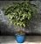 Vaso com planta preservada - Imagem 2