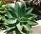 Agave Dragão - Agave attenuata - Imagem 1