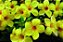 ALAMANDRA (Allamanda cathártica) - Imagem 1