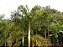 ARECA DE LOCUBA (Euterpe edulis) - Imagem 1