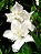 Azaléia (Rhododendron simsii) - Imagem 1