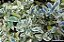 Ligustro Arbustivo (Ligustrum sinense) - Imagem 1