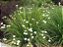 Moreia (Dietes grandiflora) - Imagem 1