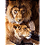 Quadro Decorativo Animais Casal de Leões - Imagem 2