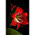 Quadro Decorativo Floral Red - Imagem 2