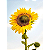 Quadro Decorativo Girassol - Imagem 2