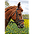 Quadro Decorativo Animais Cavalo - Imagem 2