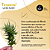 Café Lime Kush - GRÃOS - Sachê 500g - Imagem 8