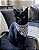 Bandana Pet Estampada COLAB Pet BENDOG - Imagem 1