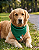 Bandana Pet COLAB BENDOG - Imagem 2
