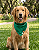 Bandana Pet COLAB BENDOG - Imagem 1
