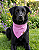 Bandana Pet Estampada COLAB Pet BENDOG - Imagem 1