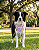 Bandana Pet Estampada COLAB Pet BENDOG - Imagem 2