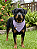 Bandana Pet COLAB BENDOG - Imagem 2