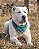 Bandana Pet COLAB BENDOG - Imagem 2