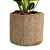 Philodendron no Cachepot Bege M - Imagem 2
