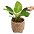 Philodendron no Cachepot Caramelo M - Imagem 1