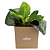 Philodendron no Cachepot Caramelo M - Imagem 3