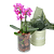 Orquídea Phalaenopsis no Vaso - Imagem 1
