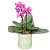 Orquídea Phalaenopsis no Vaso - Imagem 2