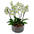 Orquídeas (Brancas ou Pink) Vaso de Vidro - Imagem 1