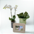 *Kit Orquídea Phalaenopsis com Porta-Retrato - Imagem 2