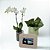 *Kit Orquídea Phalaenopsis com Porta-Retrato - Imagem 3