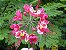 Flamboyant Rosa (Sementes) Caesalpinia pulcherrima - Imagem 1