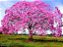 Ipê Rosa (Sementes) Handroanthus heptaphyllus - Imagem 1