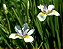 Moreia (Sementes) Dietes spp. - Imagem 1