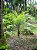 Palmeira Petrópolis (Sementes) Lytocaryum weddellianum - Imagem 1