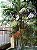 Palmeira de Macarthur (Sementes) Ptychosperma macarthurii - Imagem 1