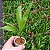 Pupunha (Mudas) Arecaceae. - Imagem 1