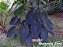 Rizomas de Inhame Preto (Mudas)  Colocacia esculenta - Imagem 1