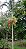 Palmeira Carpentaria (Sementes) Carpentaria acuminata - Imagem 1