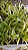 Palmeira Garrafa (Mudas) Hyophorbe lagenicaulis - Imagem 2