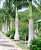 Palmeira Imperial (Mudas) Roystonea borinquena - Imagem 1